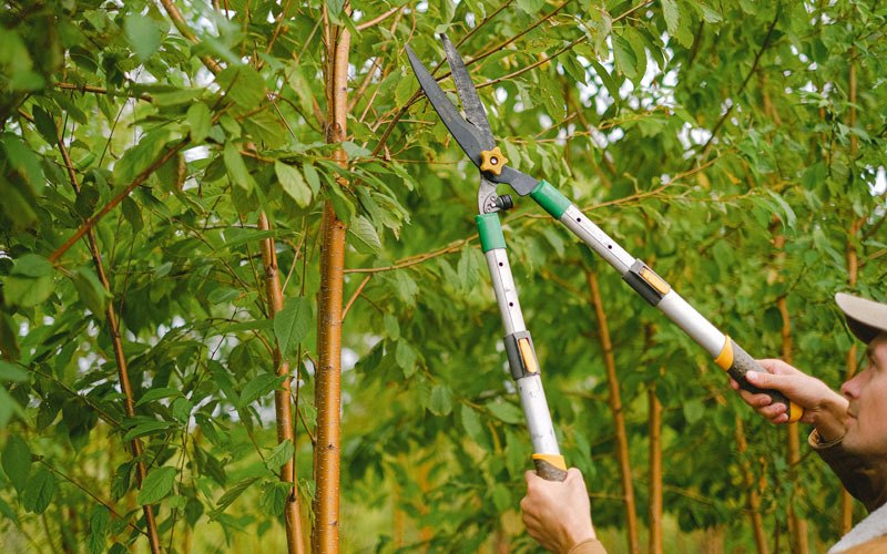 Tree trimming in Milnor, ND